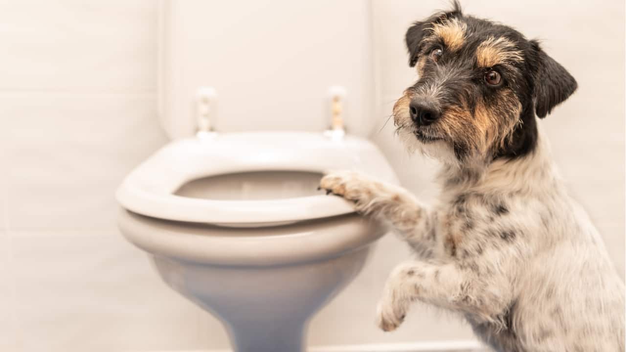 Dog next to a toilet
