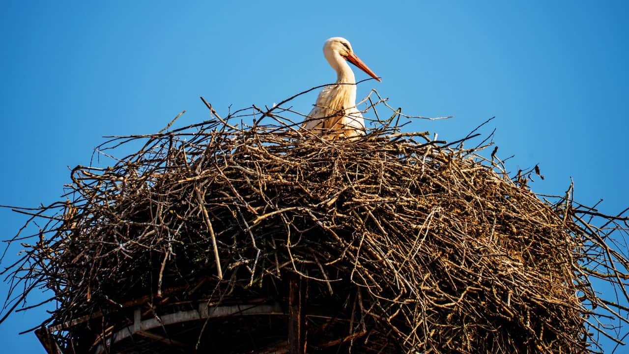 Bird nest on a roof